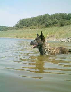 Canine Club Bouviers des Flandres and Co - COPYRIGHT DEPOSE