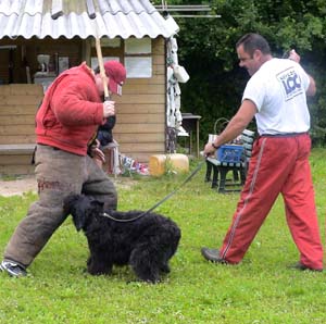 Canine Club Bouviers des Flandres and Co - COPYRIGHT DEPOSE