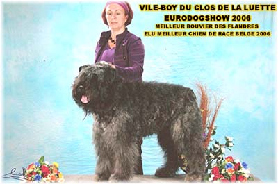 Canine Club Bouviers des Flandres and Co - COPYRIGHT DEPOSE