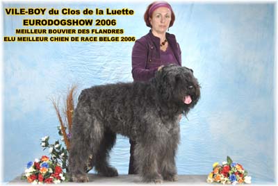 Canine Club Bouviers des Flandres and Co - COPYRIGHT DEPOSE