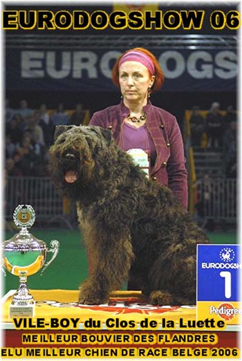 Canine Club Bouviers des Flandres and Co - COPYRIGHT DEPOSE