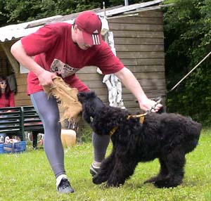 Canine Club Bouviers des Flandres and Co - COPYRIGHT DEPOSE