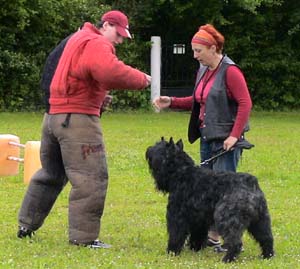 Canine Club Bouviers des Flandres and Co - COPYRIGHT DEPOSE