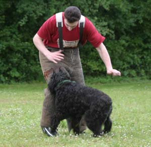 Canine Club Bouviers des Flandres and Co - COPYRIGHT DEPOSE