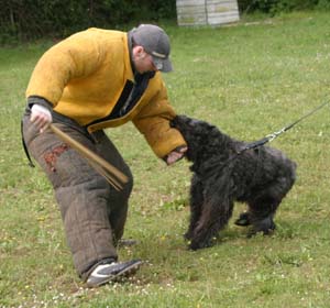 Canine Club Bouviers des Flandres and Co - COPYRIGHT DEPOSE