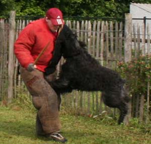 Canine Club Bouviers des Flandres and Co - COPYRIGHT DEPOSE