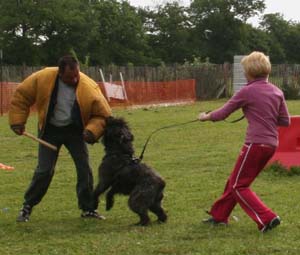 Canine Club Bouviers des Flandres and Co - COPYRIGHT DEPOSE