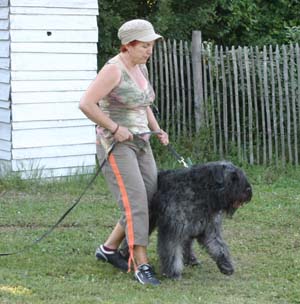Canine Club Bouviers des Flandres and Co - COPYRIGHT DEPOSE