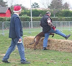 Canine Club Bouviers des Flandres and Co - COPYRIGHT DEPOSE