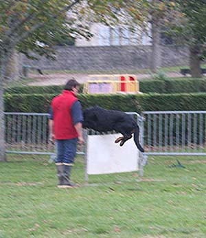 Canine Club Bouviers des Flandres and Co - COPYRIGHT DEPOSE