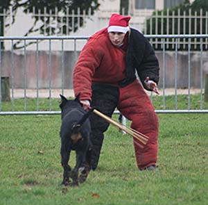 Canine Club Bouviers des Flandres and Co - COPYRIGHT DEPOSE