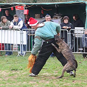 Canine Club Bouviers des Flandres and Co - COPYRIGHT DEPOSE