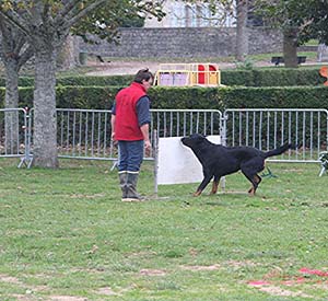 Canine Club Bouviers des Flandres and Co - COPYRIGHT DEPOSE