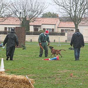 Canine Club Bouviers des Flandres and Co - COPYRIGHT DEPOSE