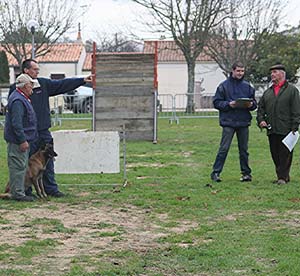 Canine Club Bouviers des Flandres and Co - COPYRIGHT DEPOSE