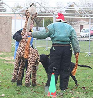 Canine Club Bouviers des Flandres and Co - COPYRIGHT DEPOSE