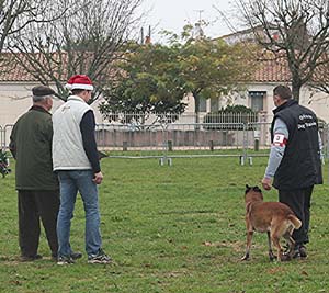 Canine Club Bouviers des Flandres and Co - COPYRIGHT DEPOSE