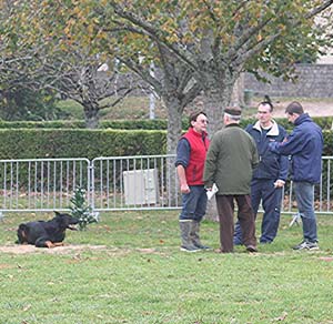 Canine Club Bouviers des Flandres and Co - COPYRIGHT DEPOSE