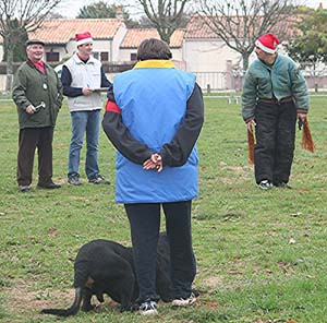 Canine Club Bouviers des Flandres and Co - COPYRIGHT DEPOSE