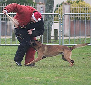 Canine Club Bouviers des Flandres and Co - COPYRIGHT DEPOSE