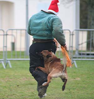 Canine Club Bouviers des Flandres and Co - COPYRIGHT DEPOSE