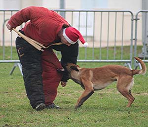 Canine Club Bouviers des Flandres and Co - COPYRIGHT DEPOSE