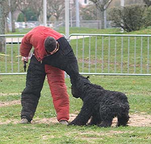 Canine Club Bouviers des Flandres and Co - COPYRIGHT DEPOSE