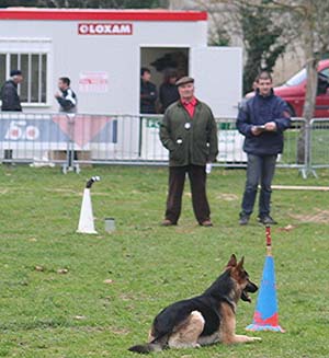 Canine Club Bouviers des Flandres and Co - COPYRIGHT DEPOSE