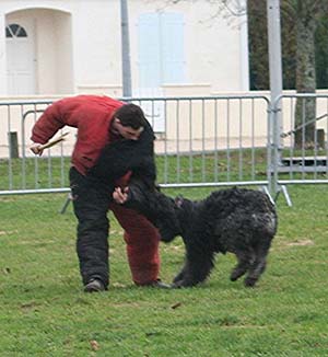 Canine Club Bouviers des Flandres and Co - COPYRIGHT DEPOSE