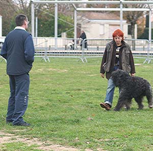 Canine Club Bouviers des Flandres and Co - COPYRIGHT DEPOSE