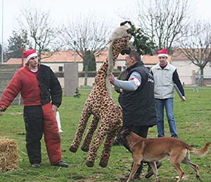 Canine Club Bouviers des Flandres and Co - COPYRIGHT DEPOSE