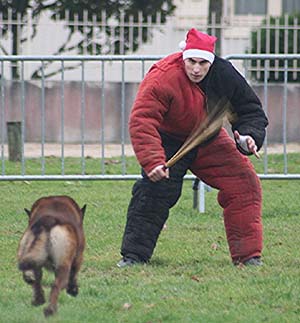 Canine Club Bouviers des Flandres and Co - COPYRIGHT DEPOSE