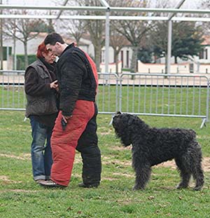 Canine Club Bouviers des Flandres and Co - COPYRIGHT DEPOSE