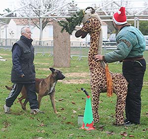 Canine Club Bouviers des Flandres and Co - COPYRIGHT DEPOSE