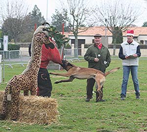 Canine Club Bouviers des Flandres and Co - COPYRIGHT DEPOSE