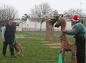 Canine Club Bouviers des Flandres and Co - COPYRIGHT DEPOSE