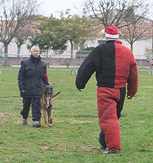 Canine Club Bouviers des Flandres and Co - COPYRIGHT DEPOSE