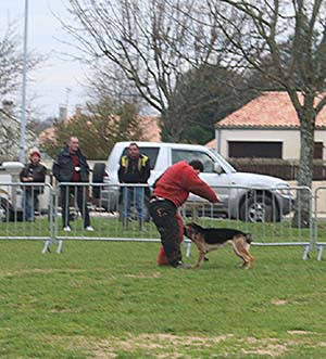 Canine Club Bouviers des Flandres and Co - COPYRIGHT DEPOSE