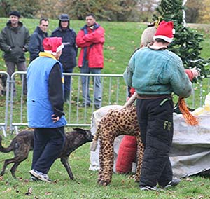 Canine Club Bouviers des Flandres and Co - COPYRIGHT DEPOSE