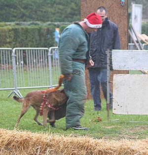 Canine Club Bouviers des Flandres and Co - COPYRIGHT DEPOSE