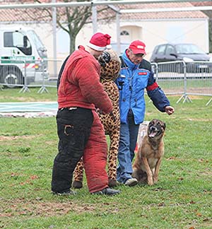 Canine Club Bouviers des Flandres and Co - COPYRIGHT DEPOSE