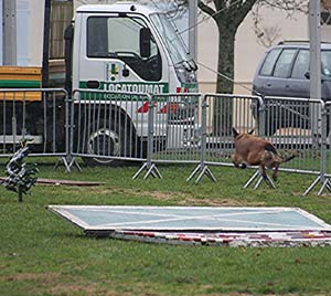 Canine Club Bouviers des Flandres and Co - COPYRIGHT DEPOSE