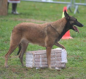 Canine Club Bouviers des Flandres and Co - COPYRIGHT DEPOSE