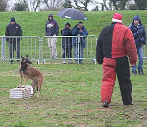 Canine Club Bouviers des Flandres and Co - COPYRIGHT DEPOSE