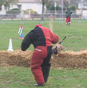 Canine Club Bouviers des Flandres and Co - COPYRIGHT DEPOSE