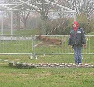 Canine Club Bouviers des Flandres and Co - COPYRIGHT DEPOSE