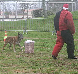 Canine Club Bouviers des Flandres and Co - COPYRIGHT DEPOSE