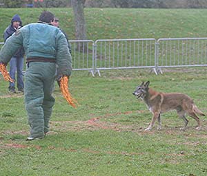 Canine Club Bouviers des Flandres and Co - COPYRIGHT DEPOSE