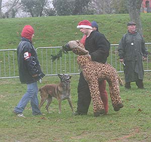 Canine Club Bouviers des Flandres and Co - COPYRIGHT DEPOSE