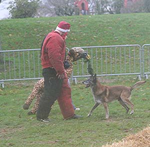 Canine Club Bouviers des Flandres and Co - COPYRIGHT DEPOSE